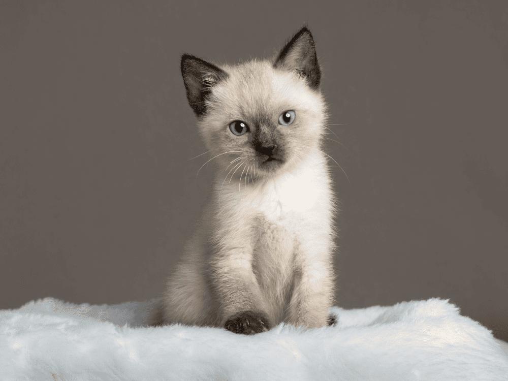 Sonhar com gato filhote